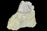 Blastoid (Pentremites) Fossil - Illinois #102256-1